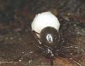 Steatoda_ZZ072_F0761_Z_75_Palmerstone park_Australie